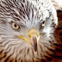 Wildlife