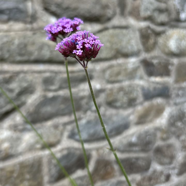 Gallery 3